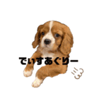 キャバリアのほく 〜子犬の日常編〜（個別スタンプ：29）
