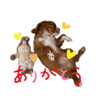 キャバリアのほく 〜子犬の日常編〜（個別スタンプ：30）