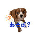 キャバリアのほく 〜子犬の日常編〜（個別スタンプ：32）