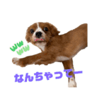 キャバリアのほく 〜子犬の日常編〜（個別スタンプ：35）