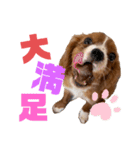 キャバリアのほく 〜子犬の日常編〜（個別スタンプ：36）