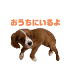 キャバリアのほく 〜子犬の日常編〜（個別スタンプ：37）