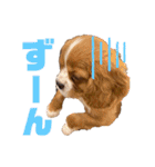 キャバリアのほく 〜子犬の日常編〜（個別スタンプ：38）