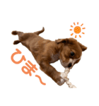 キャバリアのほく 〜子犬の日常編〜（個別スタンプ：39）