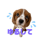 キャバリアのほく 〜子犬の日常編〜（個別スタンプ：40）