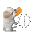こたろーーーーーーー（個別スタンプ：1）