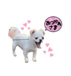 こたろーーーーーーー（個別スタンプ：6）