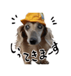 ダックス三姉妹スタンプ_日常用（個別スタンプ：8）