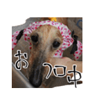 ダックス三姉妹スタンプ_日常用（個別スタンプ：18）