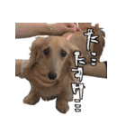 ダックス三姉妹スタンプ_日常用（個別スタンプ：21）