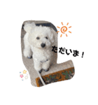 愛犬ぷぅ君の日常（個別スタンプ：2）