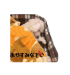 愛犬ぷぅ君の日常（個別スタンプ：3）