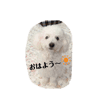愛犬ぷぅ君の日常（個別スタンプ：4）