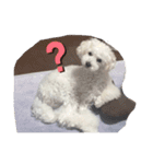 愛犬ぷぅ君の日常（個別スタンプ：5）
