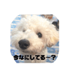 愛犬ぷぅ君の日常（個別スタンプ：6）