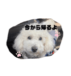 愛犬ぷぅ君の日常（個別スタンプ：8）