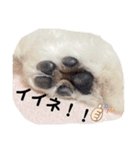 愛犬ぷぅ君の日常（個別スタンプ：10）