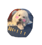 愛犬ぷぅ君の日常（個別スタンプ：11）