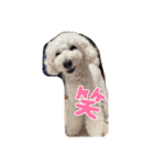 愛犬ぷぅ君の日常（個別スタンプ：12）