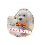 愛犬ぷぅ君の日常（個別スタンプ：13）