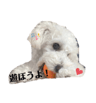 愛犬ぷぅ君の日常（個別スタンプ：14）