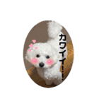 愛犬ぷぅ君の日常（個別スタンプ：16）