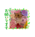 ハムスターももアクア（個別スタンプ：1）