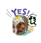 ハムスターももアクア（個別スタンプ：3）