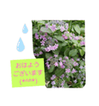Minagi-igamachi-C（個別スタンプ：2）