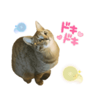 オス猫たち②（個別スタンプ：1）