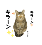 オス猫たち②（個別スタンプ：3）