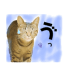 オス猫たち②（個別スタンプ：4）