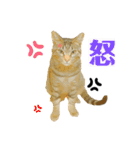 オス猫たち②（個別スタンプ：5）