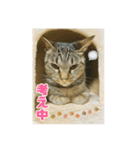 オス猫たち②（個別スタンプ：6）