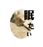 オス猫たち②（個別スタンプ：7）