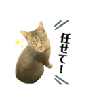 オス猫たち②（個別スタンプ：8）