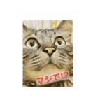 オス猫たち②（個別スタンプ：9）