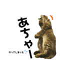 オス猫たち②（個別スタンプ：10）