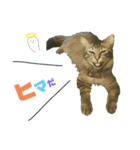 オス猫たち②（個別スタンプ：11）