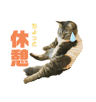 オス猫たち②（個別スタンプ：12）