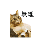 オス猫たち②（個別スタンプ：13）