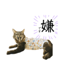オス猫たち②（個別スタンプ：14）
