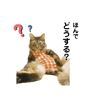 オス猫たち②（個別スタンプ：15）