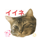 オス猫たち②（個別スタンプ：16）