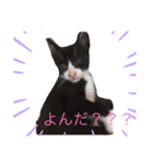 うちの猫！？（個別スタンプ：2）