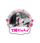うちの猫！？（個別スタンプ：3）