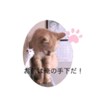 うちの猫！？（個別スタンプ：4）