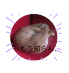 うちの猫！？（個別スタンプ：5）