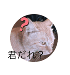 うちの猫！？（個別スタンプ：6）