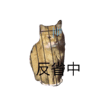 うちの猫！？（個別スタンプ：8）